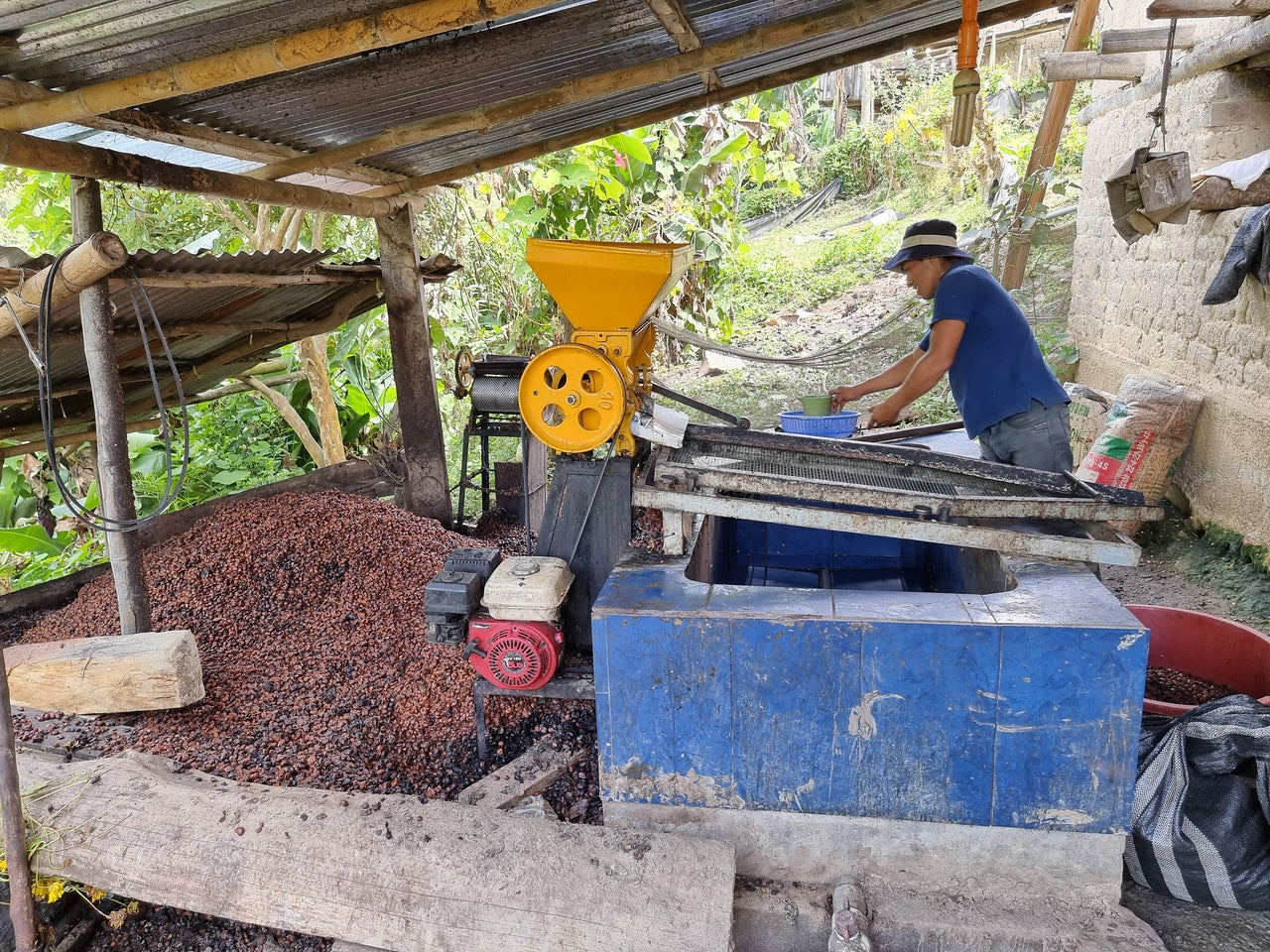 Agricultor de Peru despulpando las
Cerezas de café en la finca osopen 