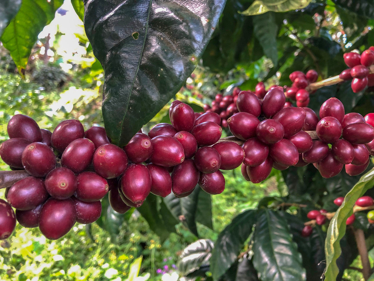 Cerezas de café maduras, varietal Maracaturra en Nicaragua, finca la picona 