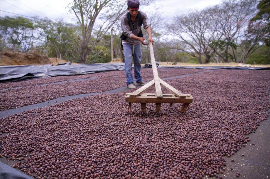 Agricultor de Nicaragua,
Removiendo las cerezas de café en la finca la picona 