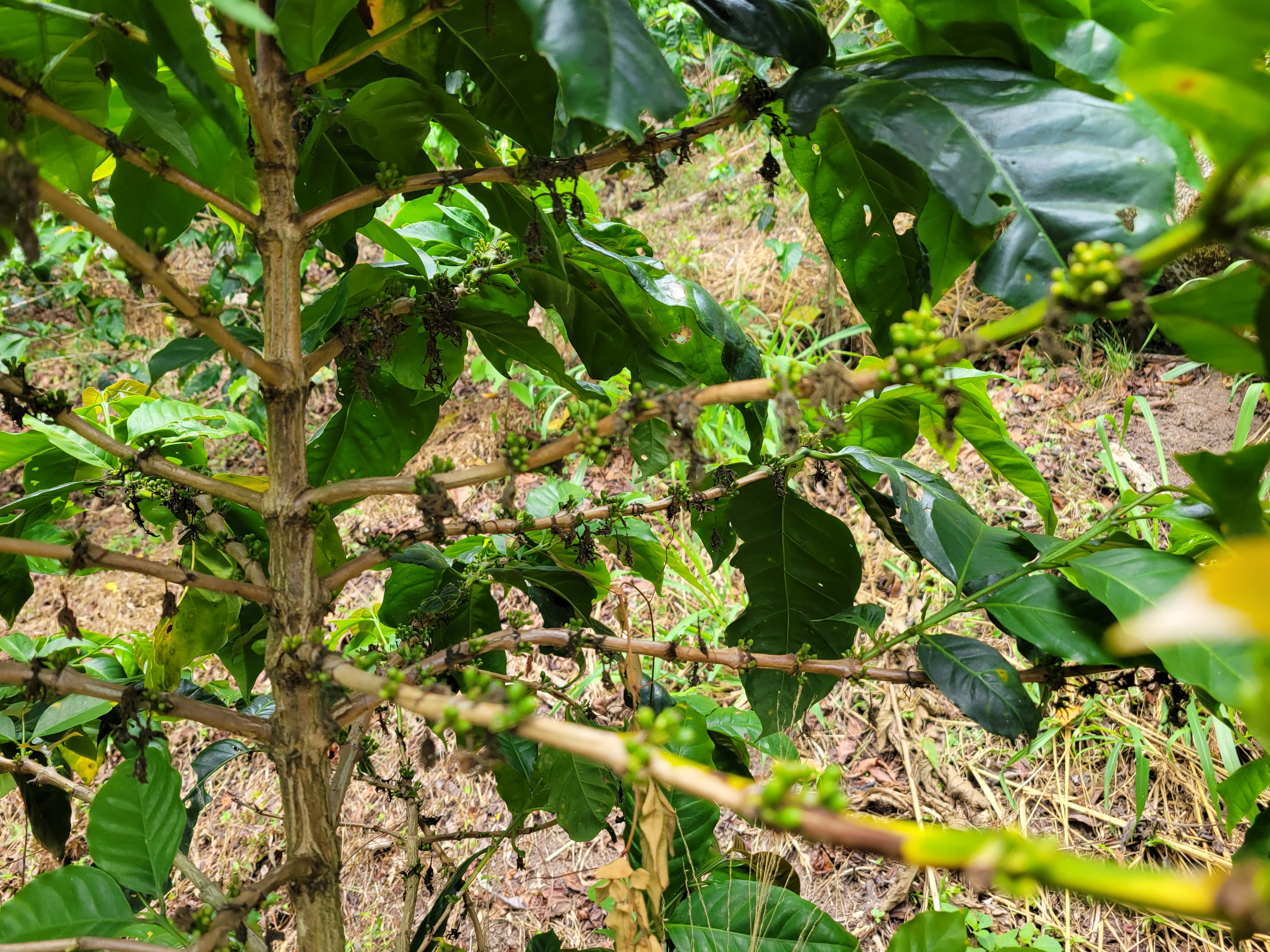 Arbusto de café en Nicaragua finca la picona 