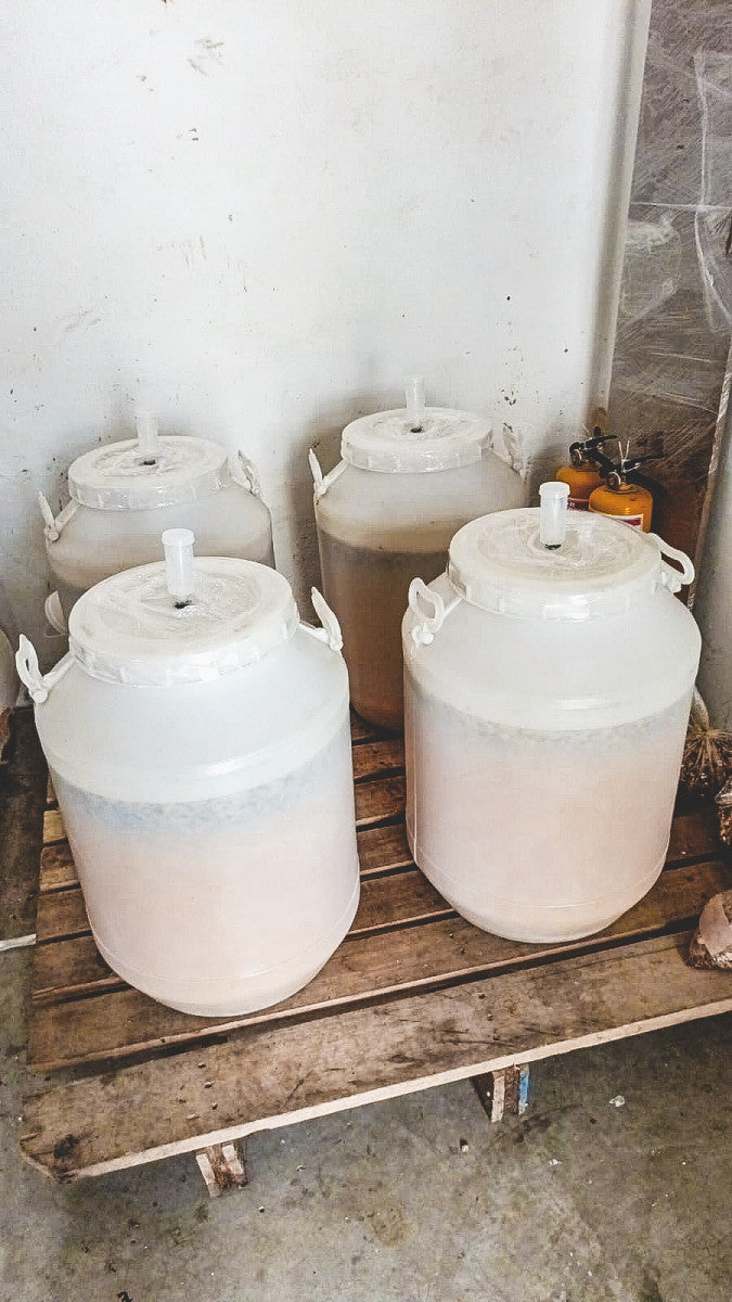 Bidones de plástico blancos para la maceración carbonica de las cerezas de café en los patios en Colombia para el lote de café lemon coco 