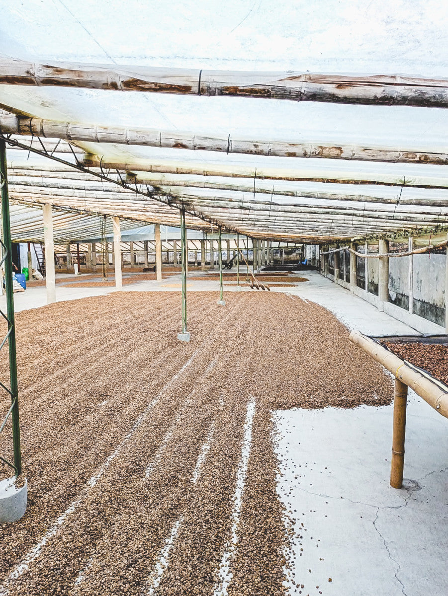 Patios de secado de café en Colombia en los patios, en la región de Huila 