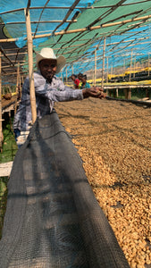 Agricultor etíope junto a los granos de café secándose en camas Africanas en la finca kedamesa en la región de limu  