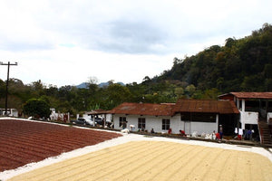 Patios de secado de café en honduras, región de márcala 