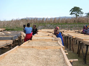 Mujeres de Tanzania, removiendo las cerezas de café en pergamino en camas africanas 