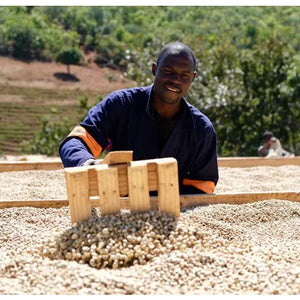 Productor de café en Tanzania removiendo las cerezas de café en camas Africans 