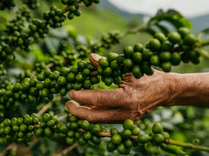 Cerezas de café verdes en Peru, finca el churaz 