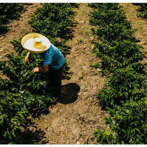 Agricultor de peru, finca el churaz, cuidando de los arbustos de café 