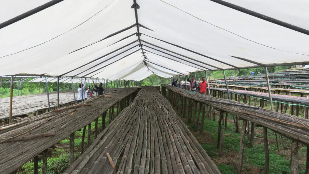 Parcelas de café en Etiopía para secar el café en la finca shakiso 