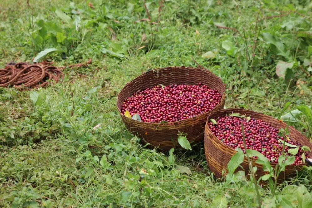 Canastas de cerezas de café recién cogidas en Etiopías finca shakiso en la región de guji  