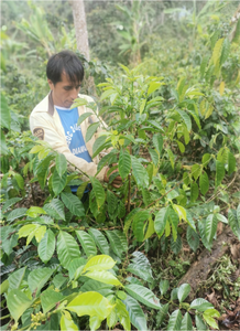 Elmer tineo junto a un arbusto de café en su finca la naranja en peru 