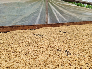 Granos de café en pergamino, secándose en peru, finca la naranja 