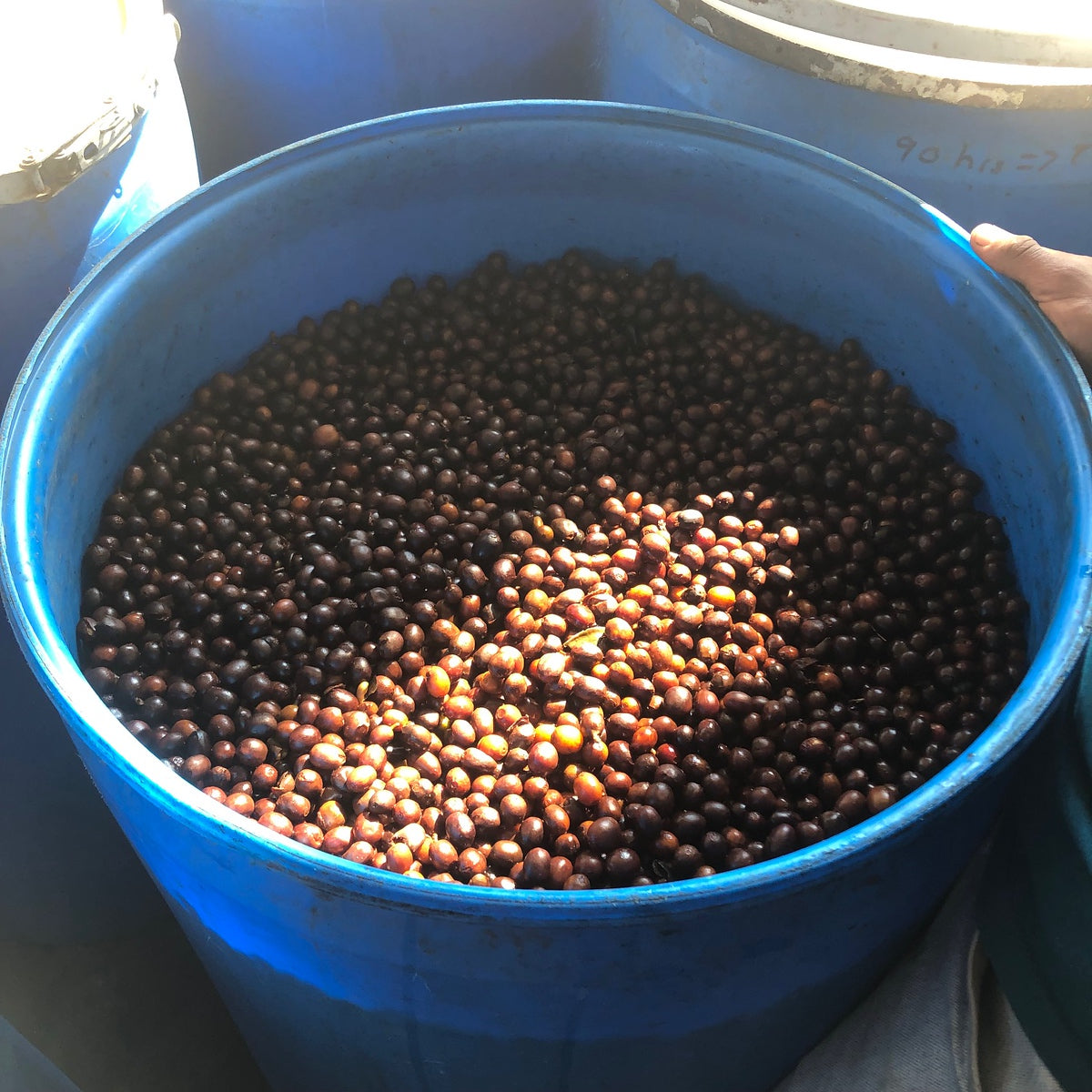 Cerezas de café en barriles de fermentación en honduras finca yiret 