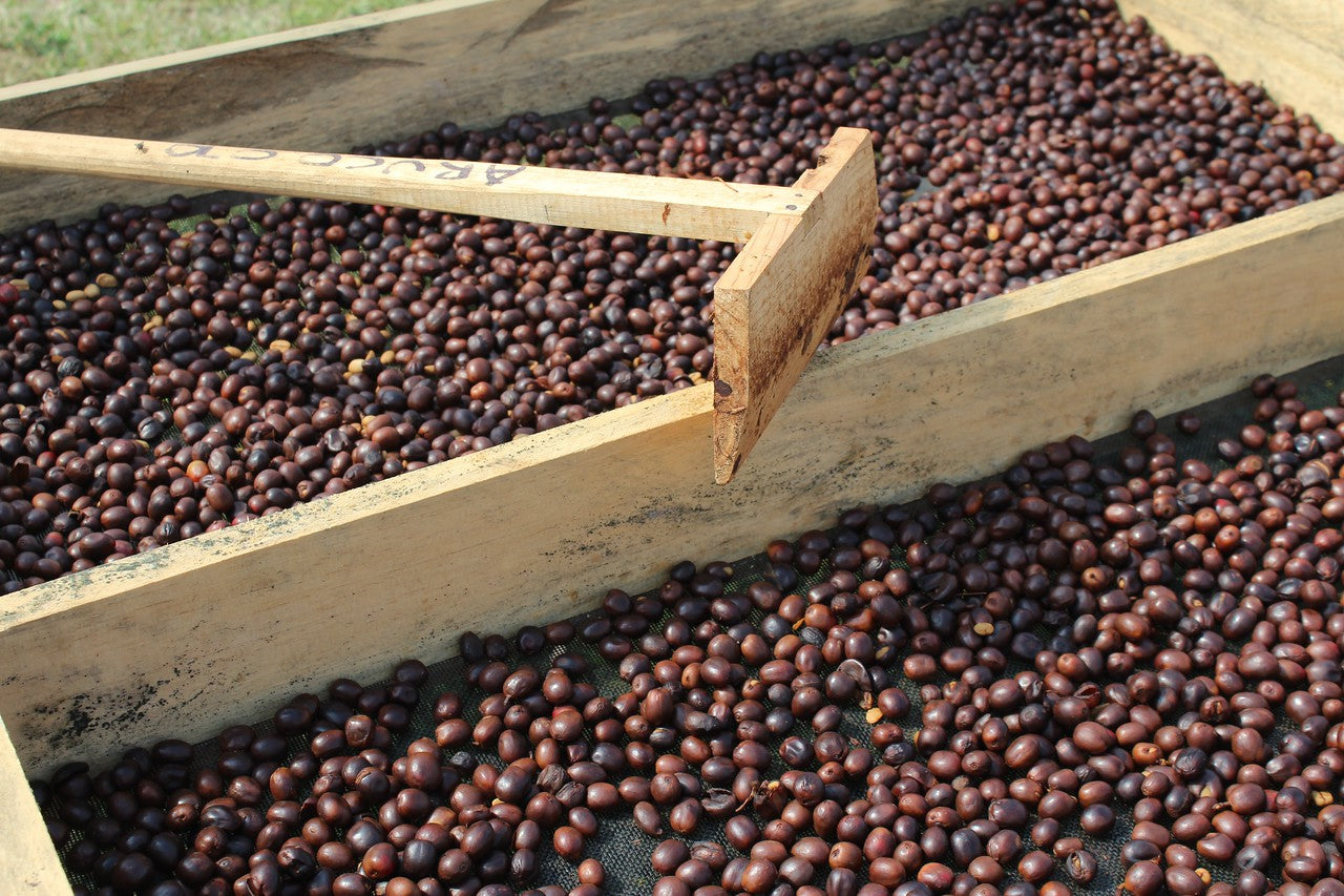 Cerezas de café secándose en camas africanas en honduras finca yiret 