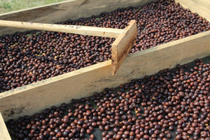 Cerezas de café secándose en camas africanas en honduras finca yiret 