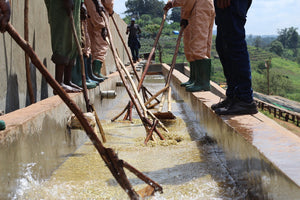 Agricultures etíopes removiendo los granos de café en canales de agua en konga 