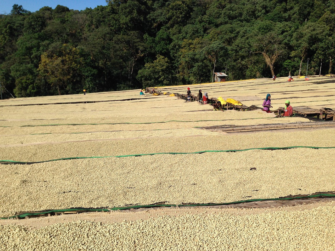 Café en pergamino, secándose en camas Africans en Etiopía en la estación de lavado konga 