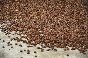 Granos de café secándose en patios de secado en Colombia, finca campo hermoso 