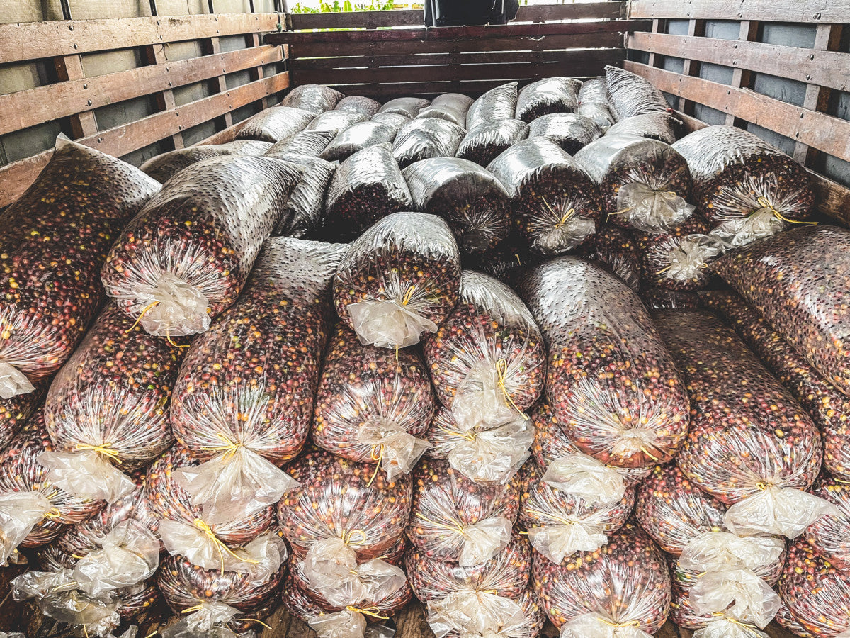 Cerezas de café en sacos de
Plástico pasando por una fermentación extendida en Colombia finca campo hermoso 