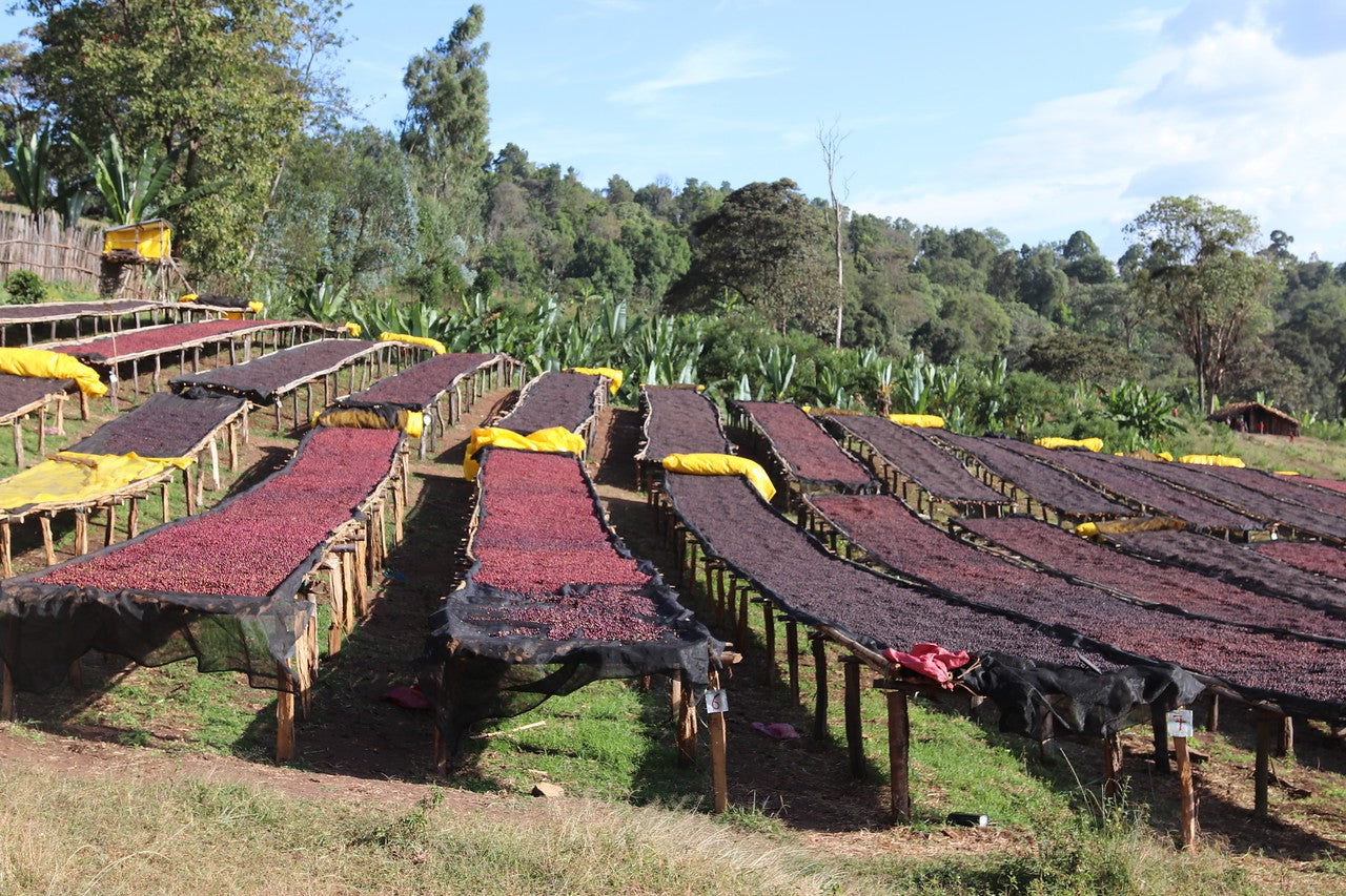 Cerezas de café secándose en camas africanas en Etiopía en la región de guji 