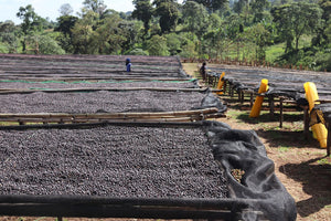 Cerezas de café secándose en camas africanas en Etiopías en la región de guji 