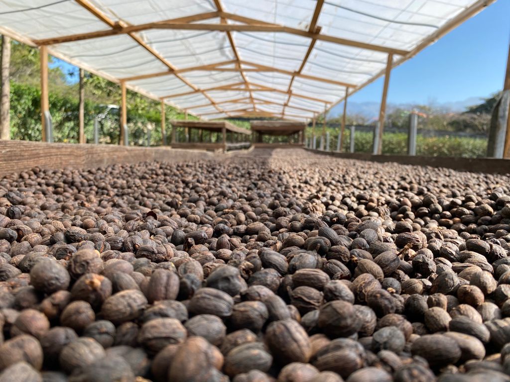 Cerezas de café secándose en finca betania en honduras 