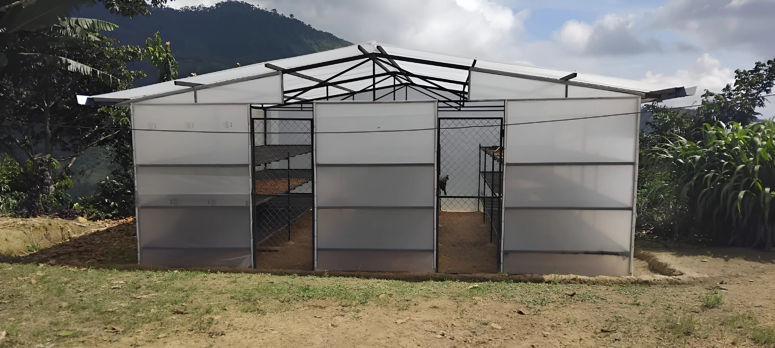 Parcelas de secado de café en peru finca la fila 