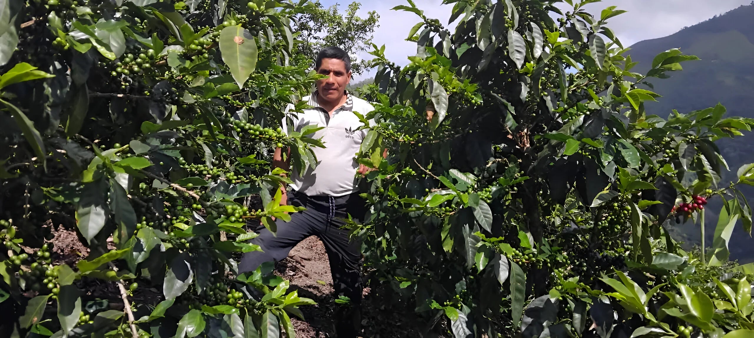 Hernán Ramírez Vázquez junto a sus cafetos en su finca la fila en peru 