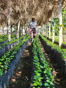 Productor de la finca retana en Guatemala.