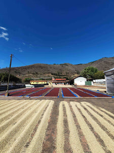 Cerezas de café secándose en la finca retana en Guatemala 