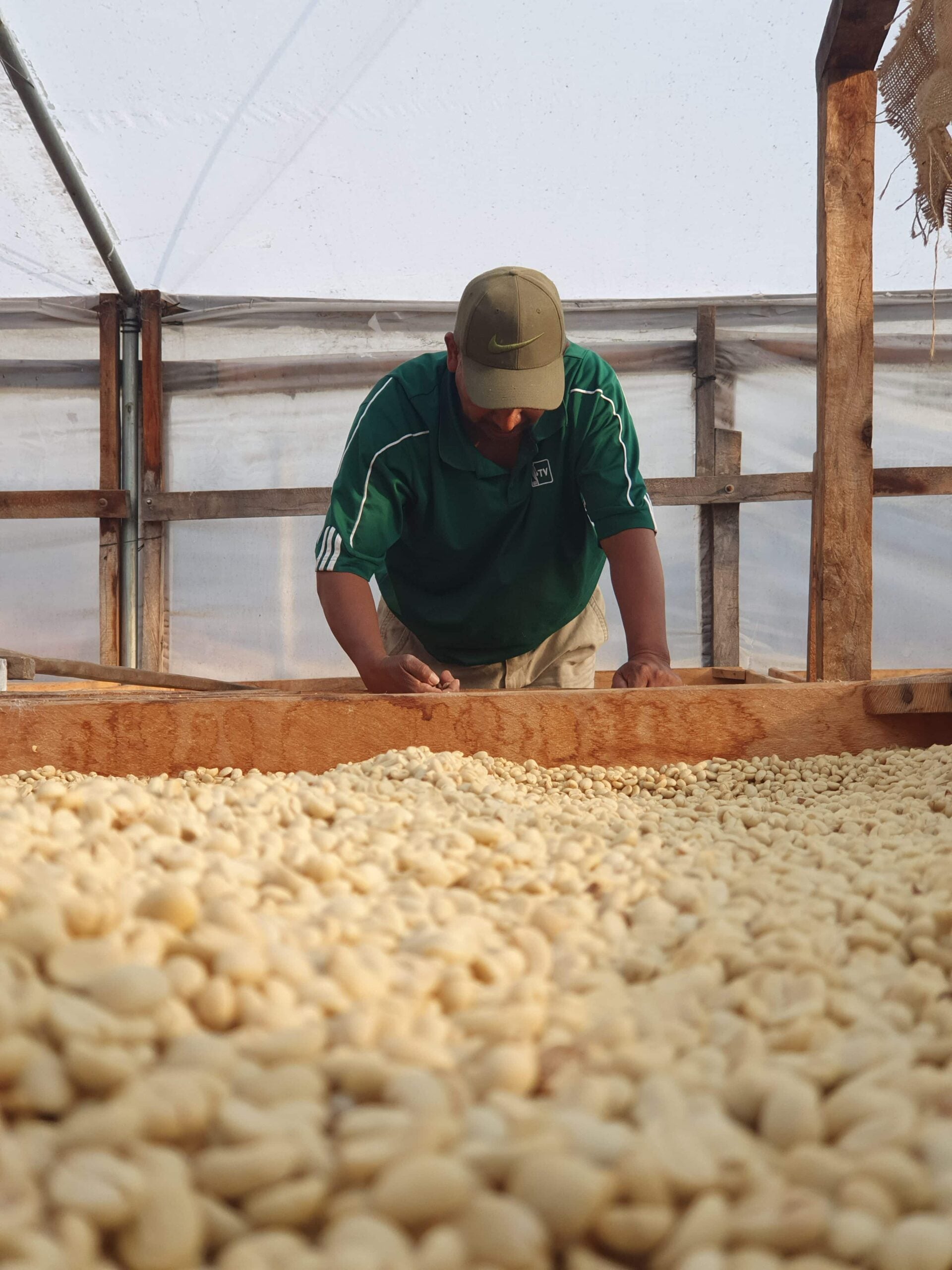 Productor de Guatemala, junto a las camas africanas supervisando el secado de los granos de café  