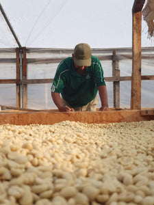 Productor de Guatemala, junto a las camas africanas supervisando el secado de los granos de café  