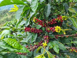 Arbusto de café en pero finca el romerillo 