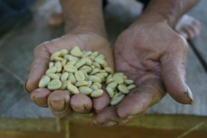 Café en pergamino en tanques de agua en el proceso de fermentación 