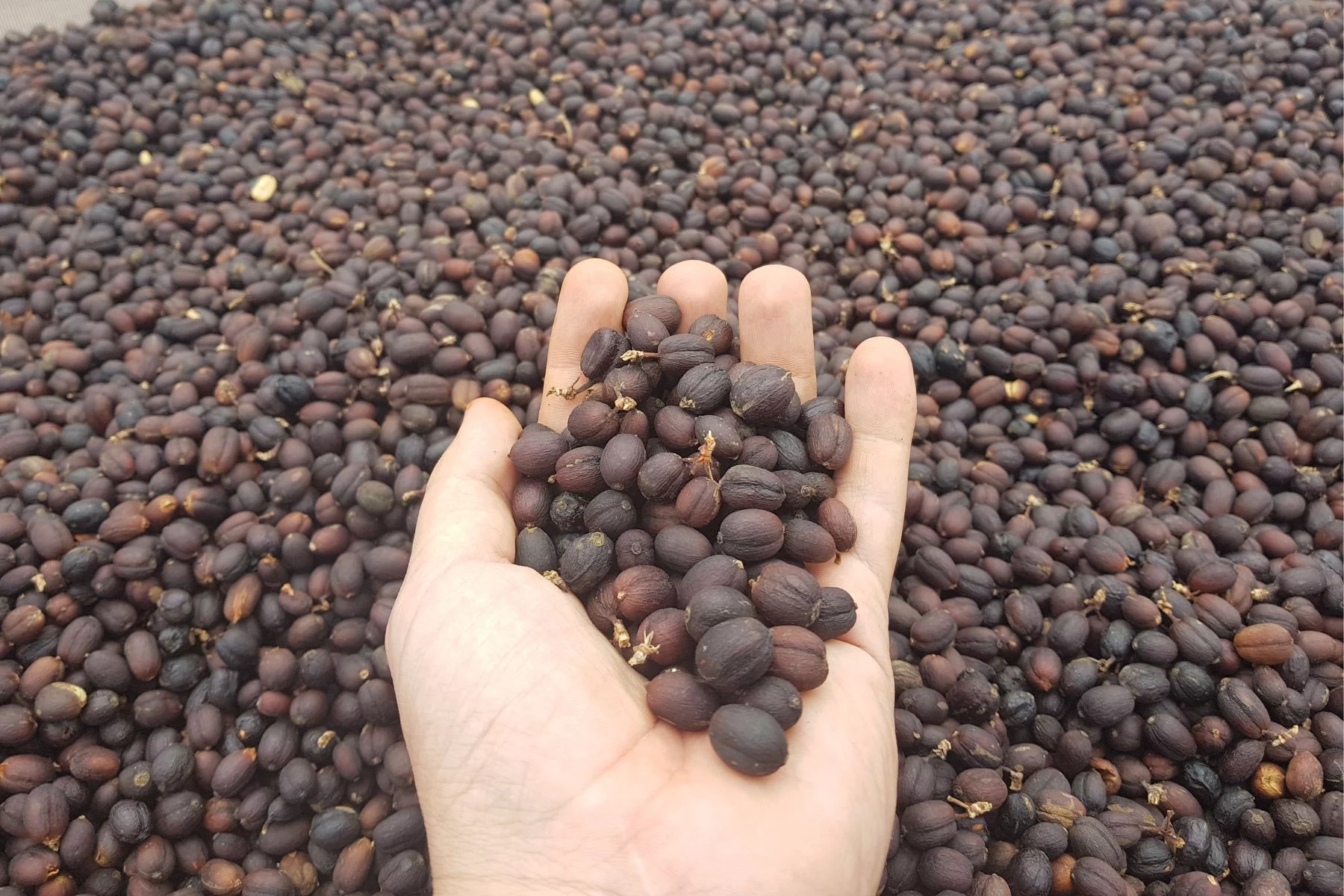 Cerezas de café de proceso natural a aeróbico en fase de secado en Vietnam, región de dalat 