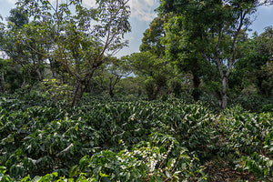 Finca San Francisco en El Salvador 