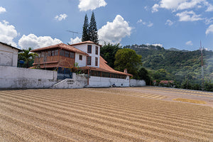 Granos de café secándose en la Finca San Francisco en El Salvador