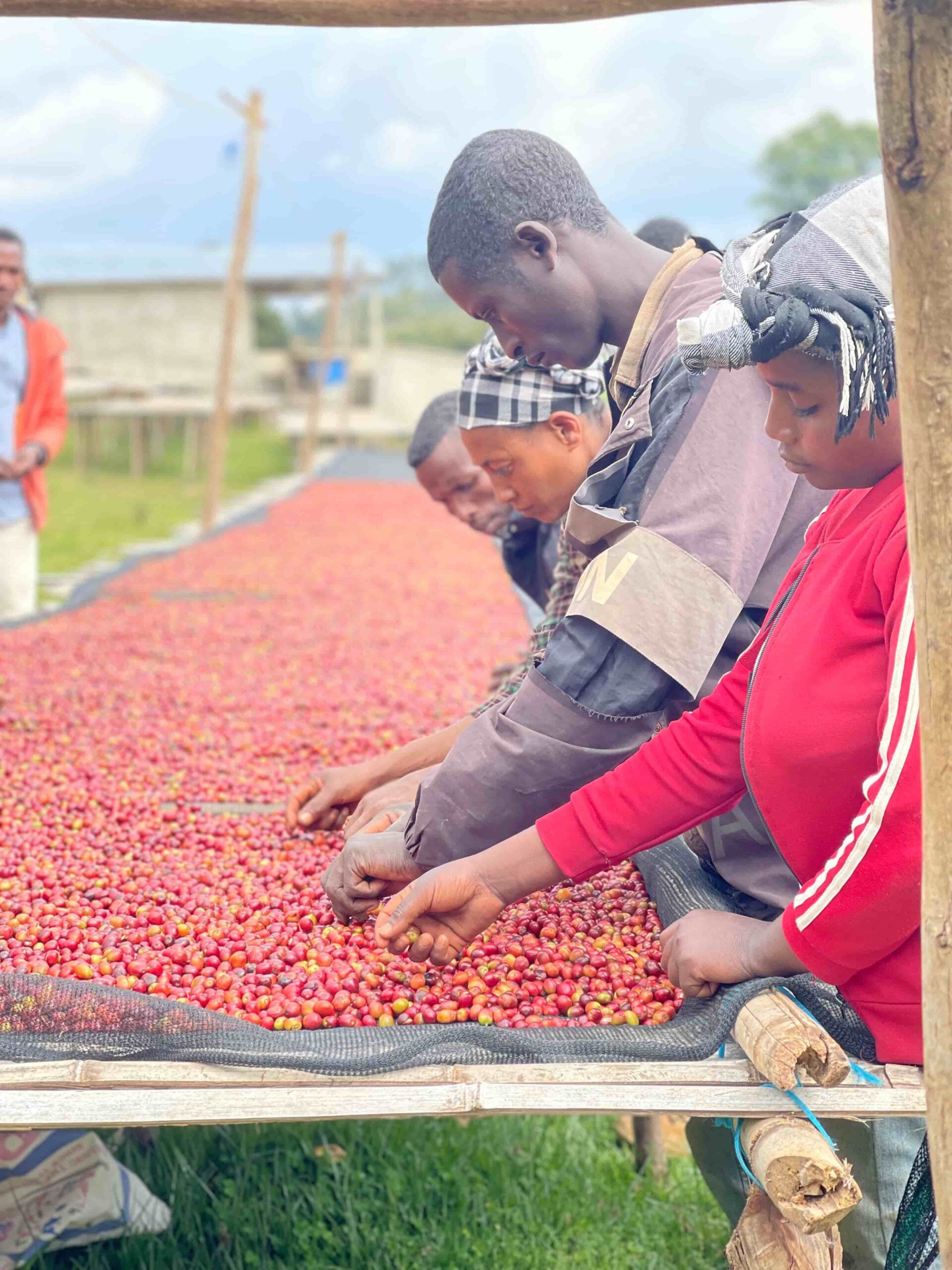 Agricultores de Etiopia seleccionando café en la finca Shantawene en la región de Sidama 