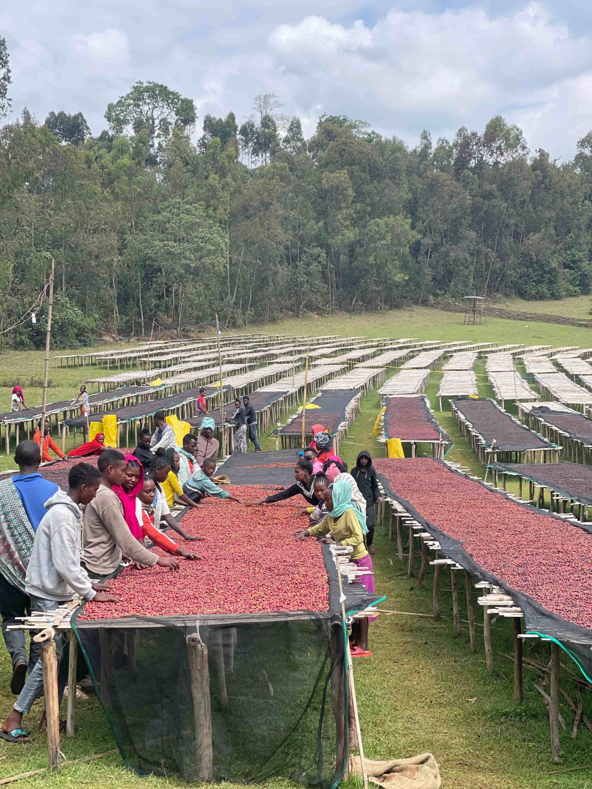 Agricultores de Etiopía junto a las camas africanas de secado de café en la finca Shantawene en la región  de Sidama 