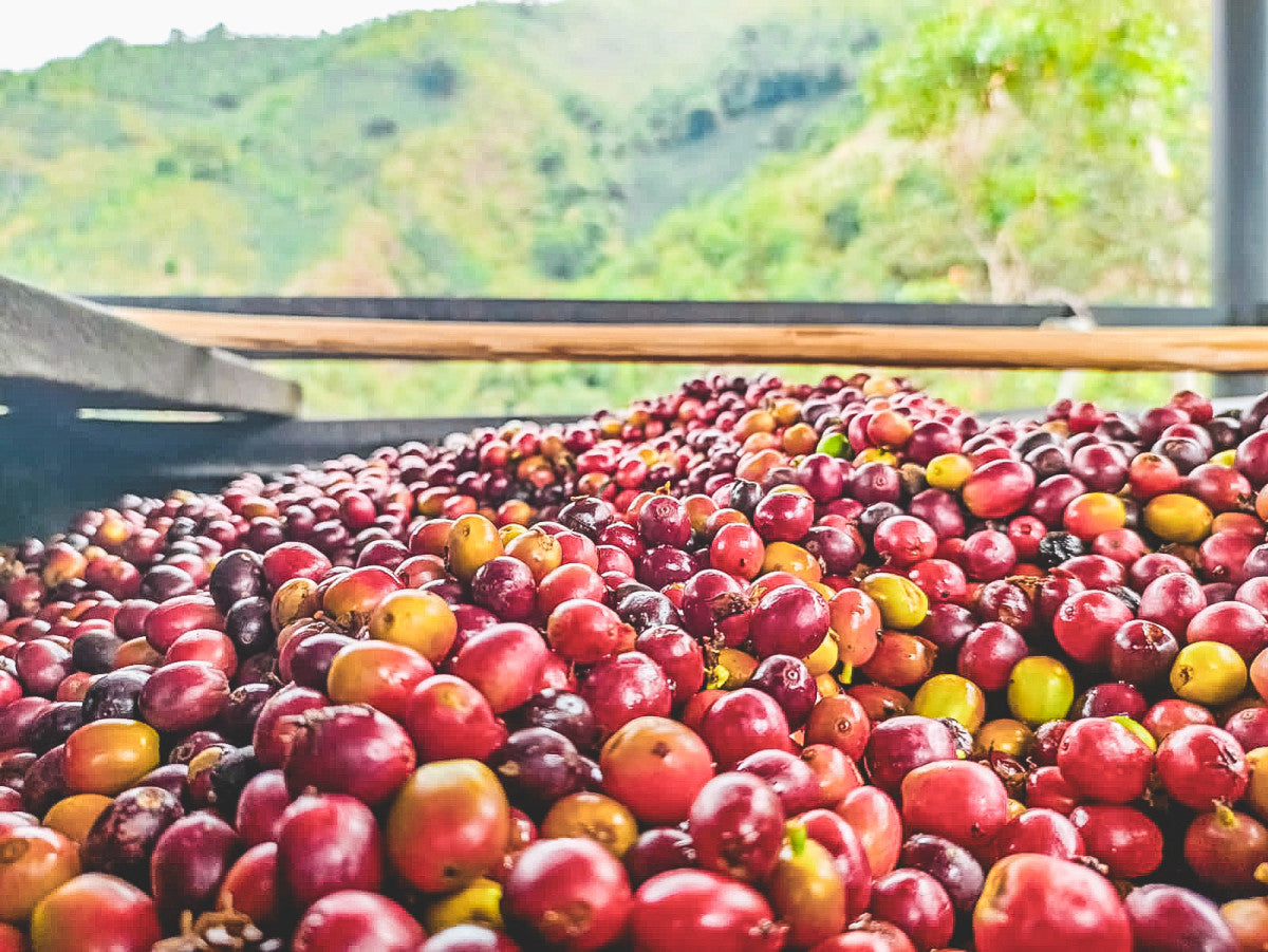 Cerezas de café en los patios en Colombia, listas para ser procesadas 