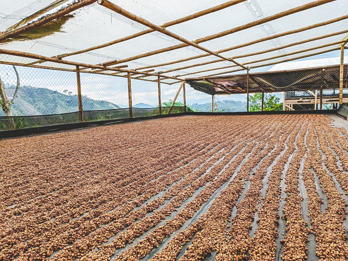 Patios de secado de cafe en los patios, Colombia 