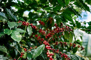 Arbusto de café con cerezas de café listas para ser cosechadas en Costa Rica finca las lajas 
