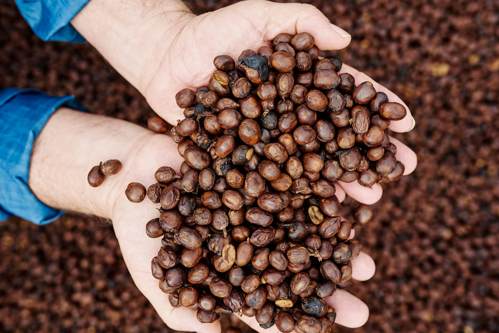 Agricultor de la finca las lajas en Costa Rica enseñando las cerezas de café en su punto óptimo de secado 