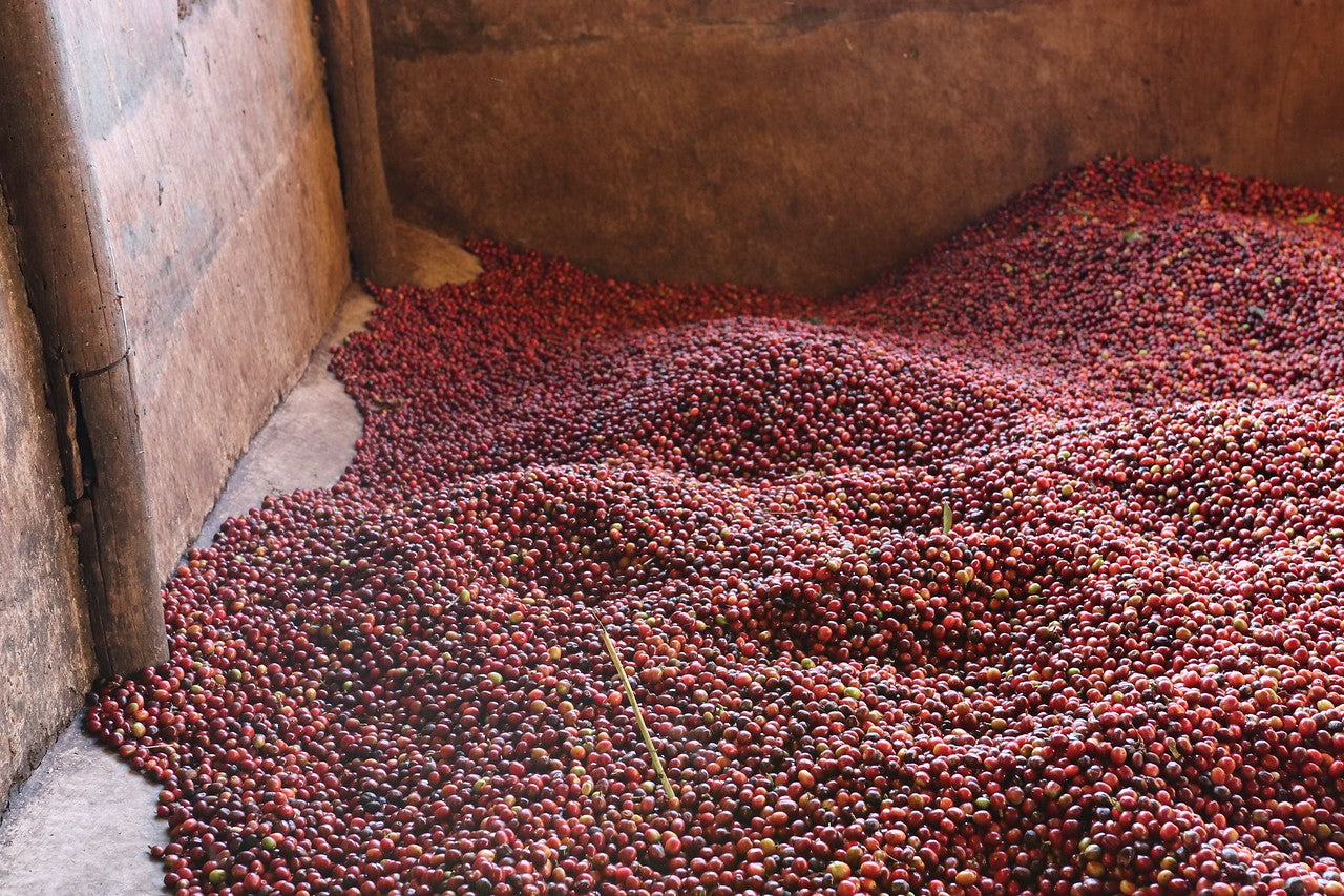 Cerezas de café recién cogidas en Etiopía en la región de sidama,
Finca keramo 