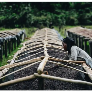 Mujer de Ruanda removiendo las cerezas de café en camas africanas en Ruanda, finca huye mountain 