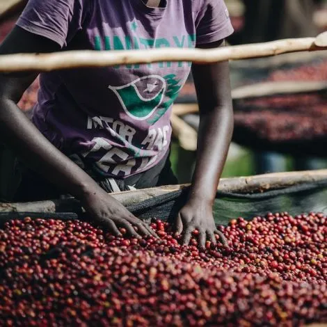 Mujer de Ruanda removiendo las cerezas de café en camas africanas en Ruanda, finca huye mountain 