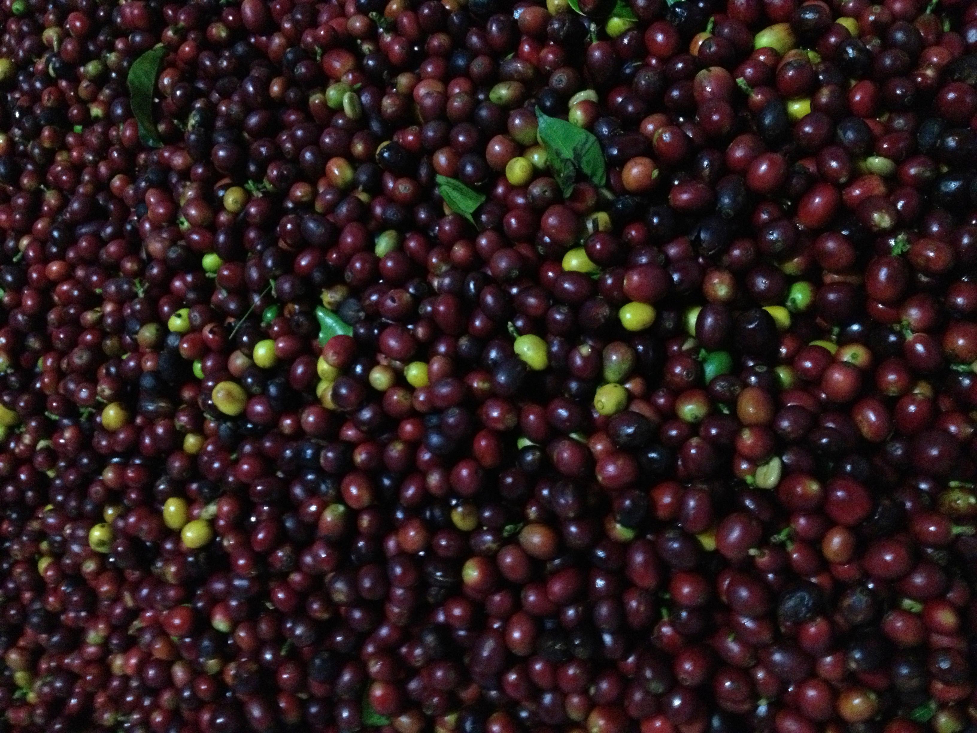 Cerezas de café recién cosechadas en finca las lomas en Honduras 