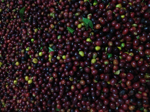 Cerezas de café recién cosechadas en finca las lomas en Honduras 