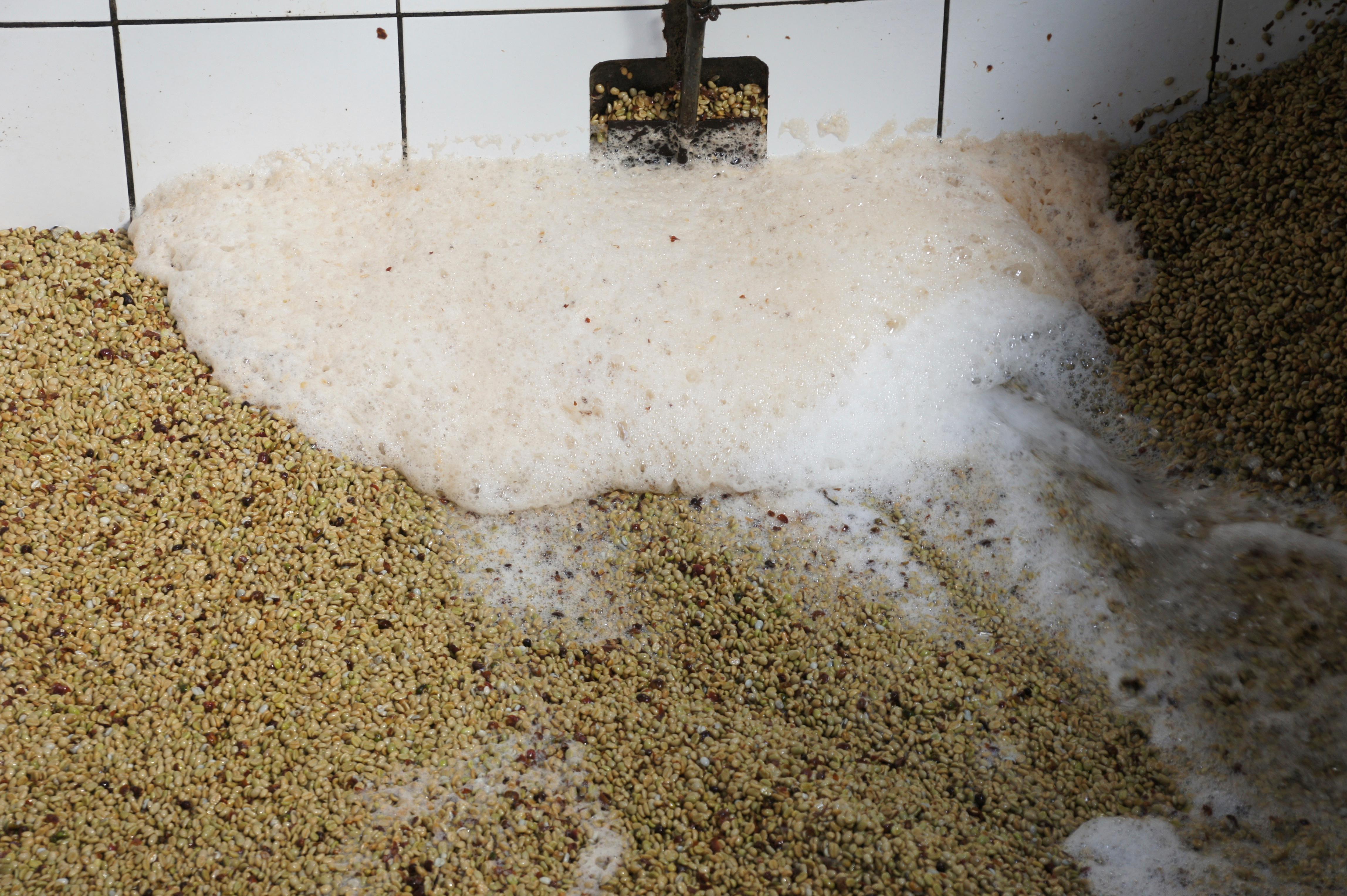 Cerezas de café recién despulpadas, con el mucílago en piscinas para pasar a la fermentación en la finca las lomas en Honduras 