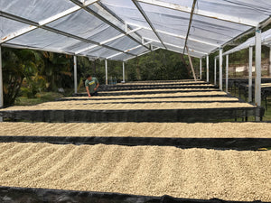 Parcelas de secado de café en la finca las lomas en Honduras 
